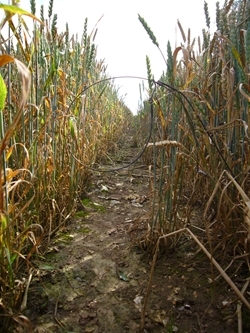 Snare in standing crop