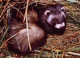 Polecat © Alexis de la Serre