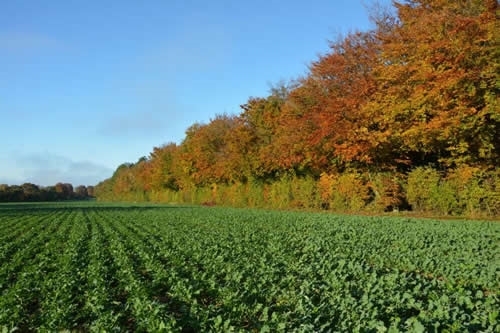 Autumnal Colours And Oil Seed Rape Autumnal Colours And Oil Seed Rape