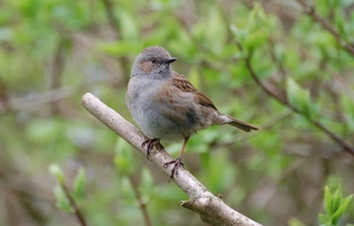 Dunnock