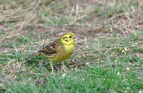 Yellowhammer