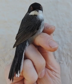 Sardinian warbler 
