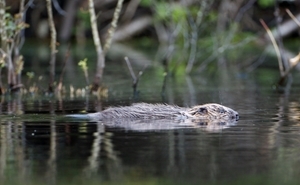 European beaver