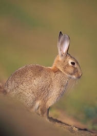 Rabbit by Laurie Campbell