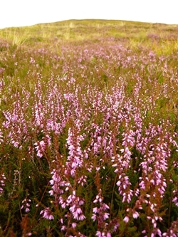 Heather bloom