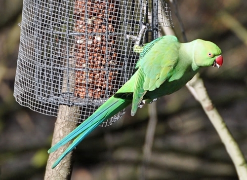 Ring Necked Paraqueet Ring Necked Paraqueet