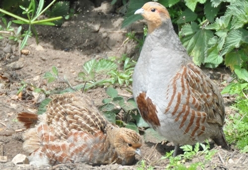 Greypartridge 500 Greypartridge 500