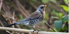 Fieldfare