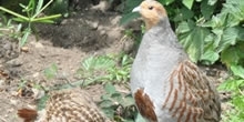 Grey partridge