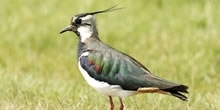 Lapwing