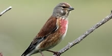 Linnet