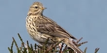 Meadow pipit