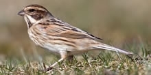 Reed bunting