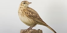 Skylark