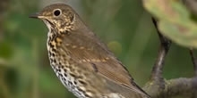 Song thrush
