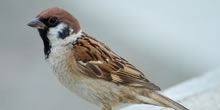 Tree sparrow