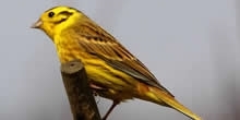 Yellowhammer