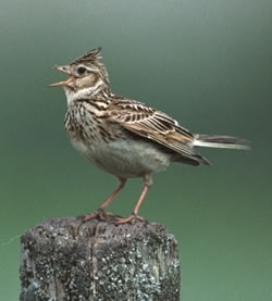 Skylark
