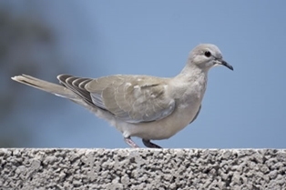 Collared _Dove 500