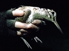 Night time field work with Woodcock Watch