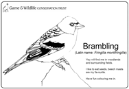 Brambling colouring