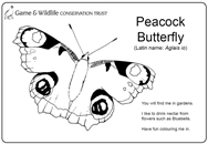 Peacock butterfly colouring