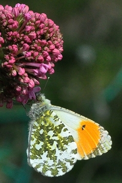 Orange-tip feeding