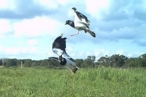 Two Male Lapwing Displaying