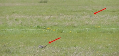 A Female Lapwing Incubating Her Nest