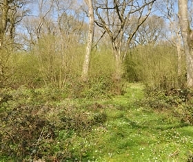Coppice