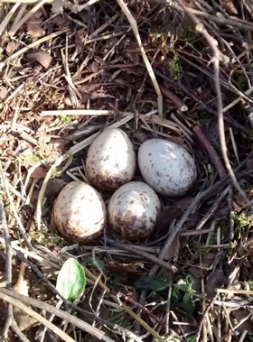 Woodcock Nest