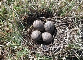 Lapwing Nest