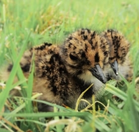 Lapwing Chicks