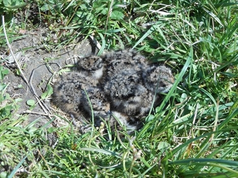 Lapwing Chicks2 Lapwing Chicks2