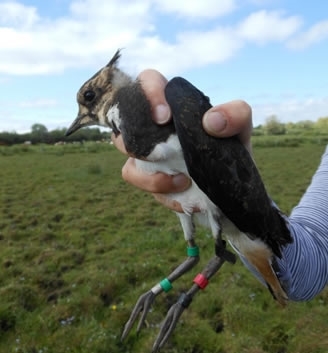 Lapwing Ringed Lapwing Ringed