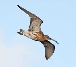 Curlew
