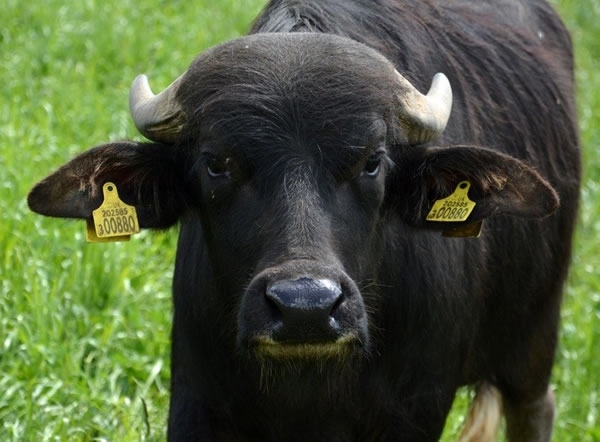 Water Buffalo Water Buffalo