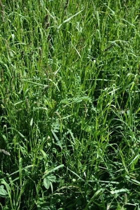 Grass