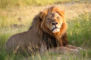 Cecil the lion