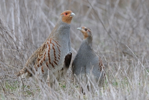 Grey partridge (Markus Jenny)