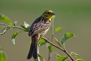Yellowhammer (Markus Jenny)
