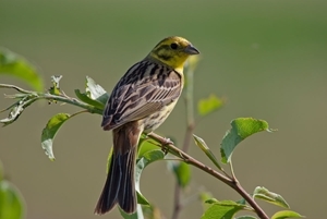 Yellowhammer (Markus Jenny)