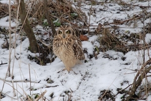 Short-eared owl (Francis Buner)