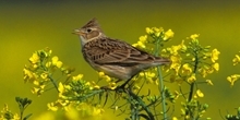 Farmland birds