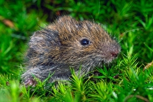 Field vole (Wikimedia)