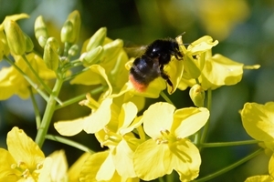 Bumblebee on oilseed rape