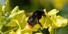 Neonicotinoids