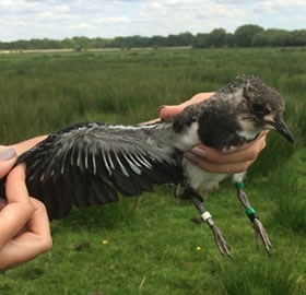 Lapwings Fledge