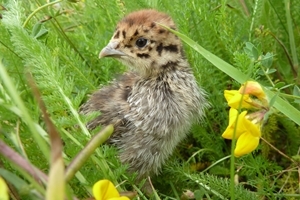 Grey partridge chick