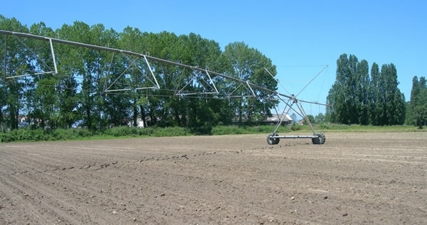 Irrigated Maize Field At Coimbra , Portugal